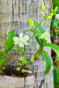 热带花园中的白色兰花
