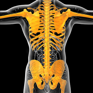 人体骨骼的 3D 医学插图