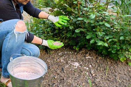 施肥漫画摄影照片_妇女用颗粒状矿物肥料、带花蕾的玫瑰丛给花坛施肥。