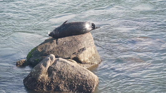 野生斑海豹睡在岩石上，太平洋海狮休息。
