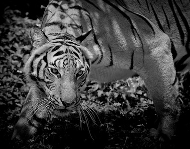 黑虎和白虎看着他的猎物，准备抓住它。