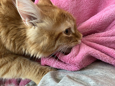 一只红毛小猫在自己身上盖了一条粉红色的毯子