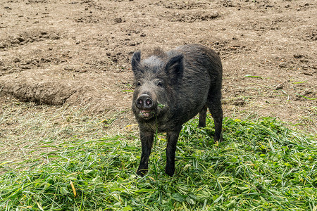野猪摄影照片_一头野猪吃绿色被采摘的草