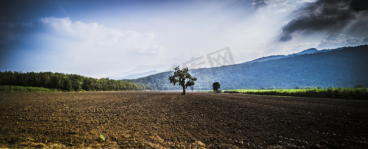 绿色自然山美丽蓝天背景下农业土壤地面土地上的孤独树。