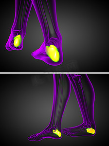 跟骨的 3D 渲染医学插图