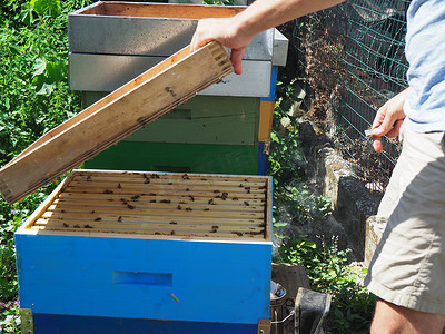 蜜蜂蜂王摄影照片_养蜂大师从蜂群的蜂箱中取出装有蜂蜜的框架。