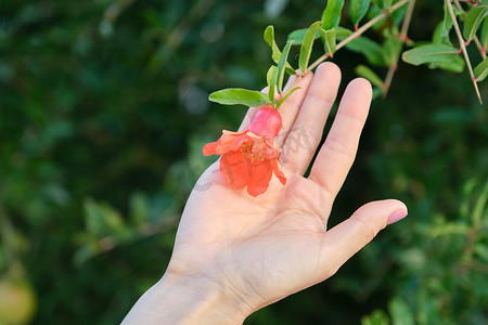 美丽的石榴花在女人手中，在户外种植石榴