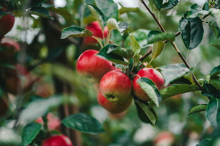 青苹果树摄影照片_惊人的青苹果树花园。