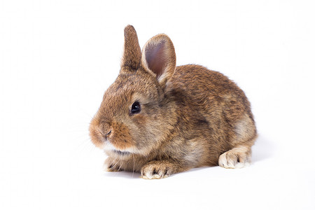 灰色可爱兔耳朵摄影照片_小的灰色蓬松兔宝宝，隔绝