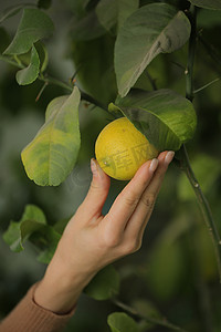 拾取器摄影照片_女人用她的手摘一个成熟的柠檬。
