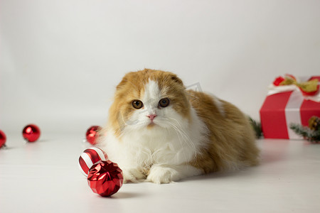 可爱的苏格兰小猫在圣诞装饰的礼盒里玩耍