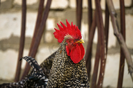 小公鸡摄影照片_著名的德尼兹利母鸡公鸡在田野上鸣叫和漫游