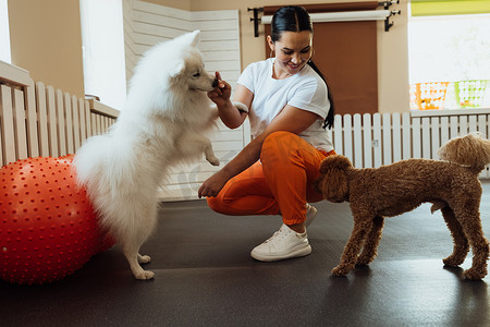 小棕色贵宾犬和雪白的日本斯皮茨在宠物屋与训狗师一起训练