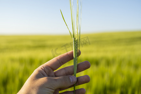 白天，农民手里拿着绿色的大麦小穗，对着大麦田。