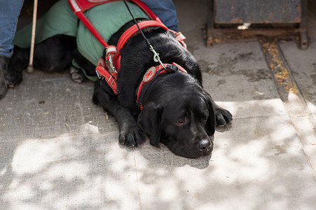 嗨皮指南摄影照片_黑色拉布拉多犬为盲人充当导盲犬。