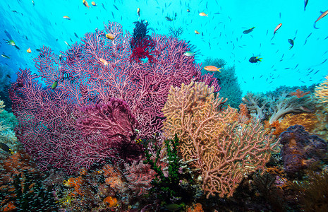 印度尼西亚水下图片