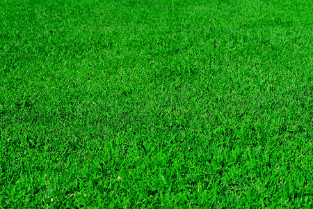 绿草坪，公园区的草，质地，背景