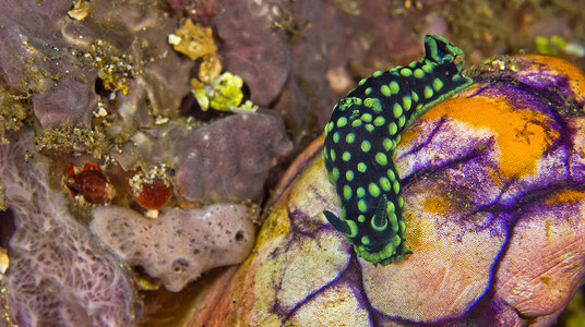 段塞摄影照片_海蛞蝓，布纳肯国家海洋公园，印度尼西亚