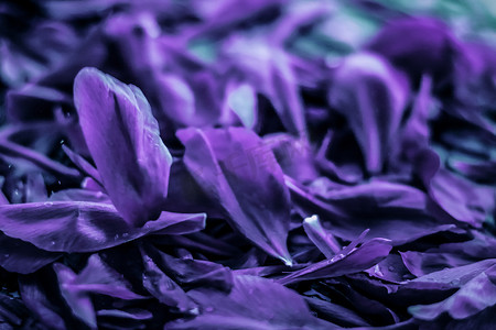 抽象花卉假日艺术背景、梦想花园中的紫色盛开花瓣以及豪华水疗品牌和婚礼邀请设计的自然之美