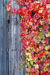 爬山虎背景墙摄影照片_木板栅栏上有红色秋叶的美丽植物。