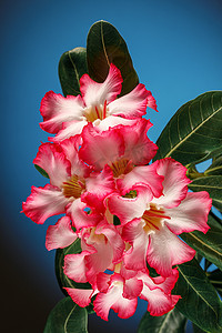 Adenium obesum（沙漠玫瑰；黑斑羚百合；模拟杜鹃花）蓝色绿松石背景。