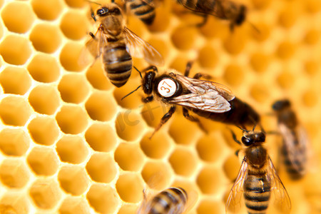 蜜蜂蜂王摄影照片_人工蜂巢中的蜂王