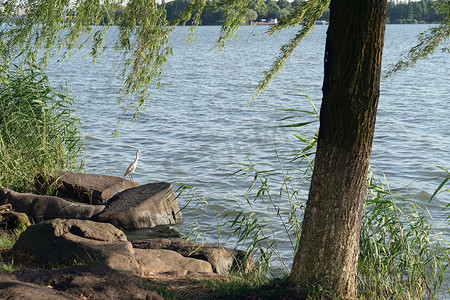 湖边的柳树和小鸟。