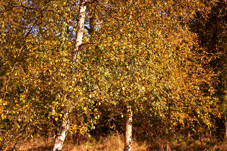 远树摄影照片_秋季生长在偏远乡村森林或树林中的橙色山毛榉树景观。