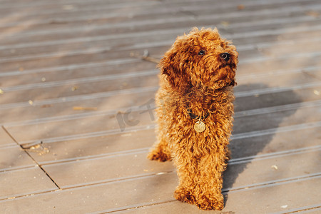 一只梅摄影照片_玩具贵宾犬品种叫梅蒂在户外行走，一只红发小狗的肖像，复制空间