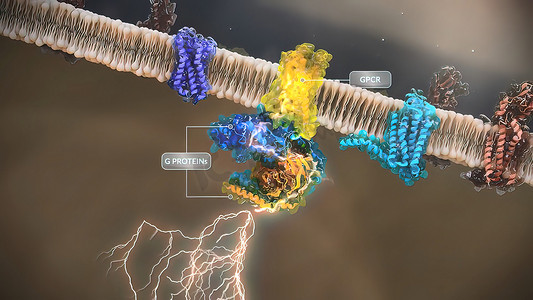 G 蛋白偶联受体 (GPCR) 是真核生物中最大和最多样化的膜受体组。