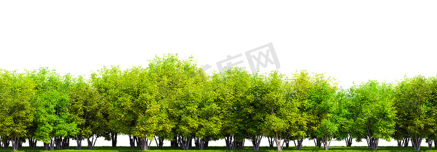 夏天模板摄影照片_在白色背景上孤立的一排树。 