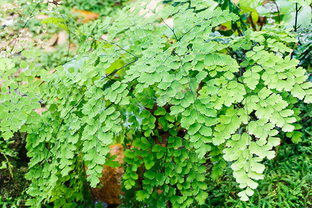 蕨类树叶摄影照片_蕨类植物覆盖天然森林的地面