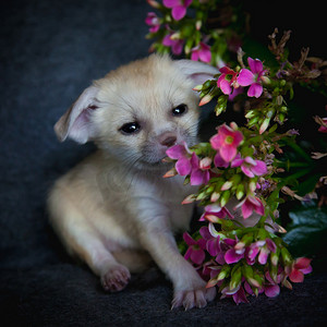 带粉红色花朵的新生耳廓狐幼崽