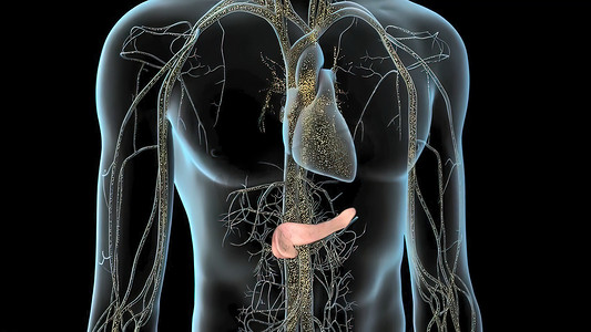 人体内部消化器官胰腺解剖。