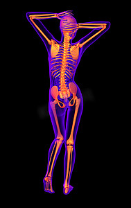 人体骨骼的 3d 渲染医学插图