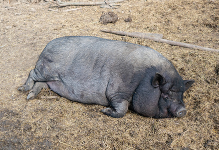 大猪摄影照片_躺着的越南猪作为露天博物馆的展品