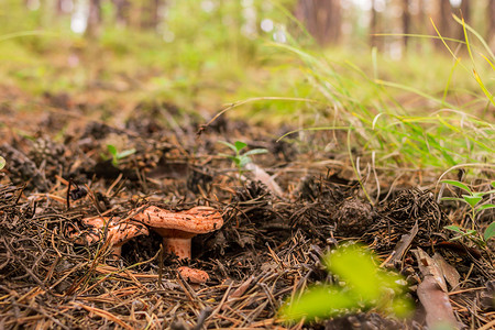 森林中落针和松果中的藏红花奶帽组，蘑菇采摘季节，选择性聚焦
