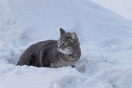 一只戴着项圈的灰猫在雪地里受到惊吓，环顾四周。