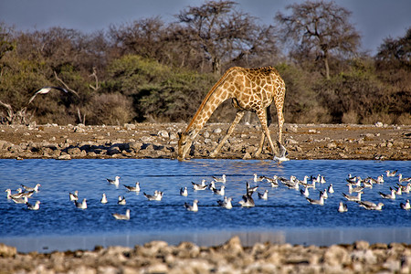 纳米比亚埃托沙国家公园水坑里的长颈鹿正在喝水