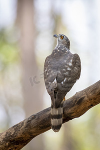 Shikra 鸟 (Accipiter badius) 在自然背景的树枝上的图像。