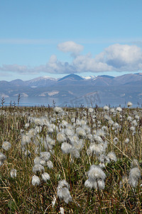 北极棉花或北极棉草在风中飘扬，努勒维特池塘入口