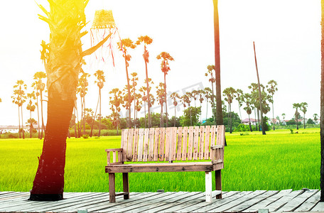 春天稻田摄影照片_背景为棕榈树和新鲜绿色稻田自然的空木凳