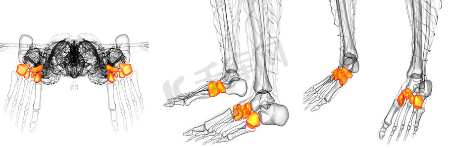 3d脚摄影照片_中足骨的 3D 渲染医学插图
