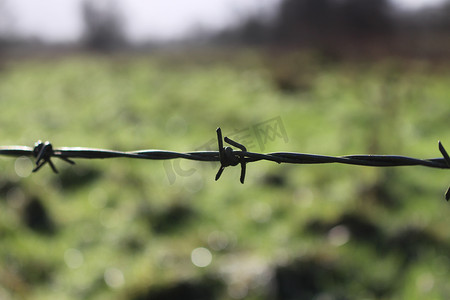 英国汉普郡一个清新的春天早晨，模糊的草地前有铁丝网。