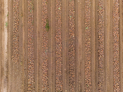 秋季洋葱田中棕色色调洋葱行的无人机图像
