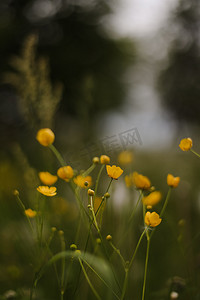 绿野花摄影照片_毛茛黄色花在绿草背景上的草地上。