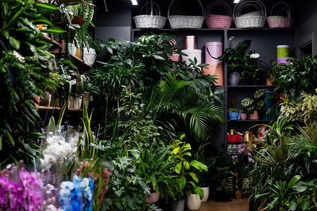 花店内部有天然盆栽植物和用于在货架上包装礼品的盒子