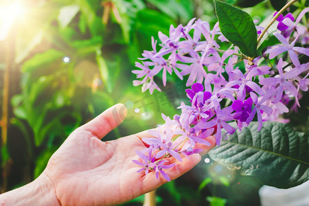 女人手触摸皇后花环藤或 Petrea volubilis 紫色花朵