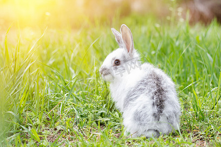 绿色草地上的白色毛茸茸的兔子.