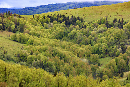 喀尔巴阡山脉的山丘上长满了年轻的落叶树，从高处看，喀尔巴阡山脉的春天开花。